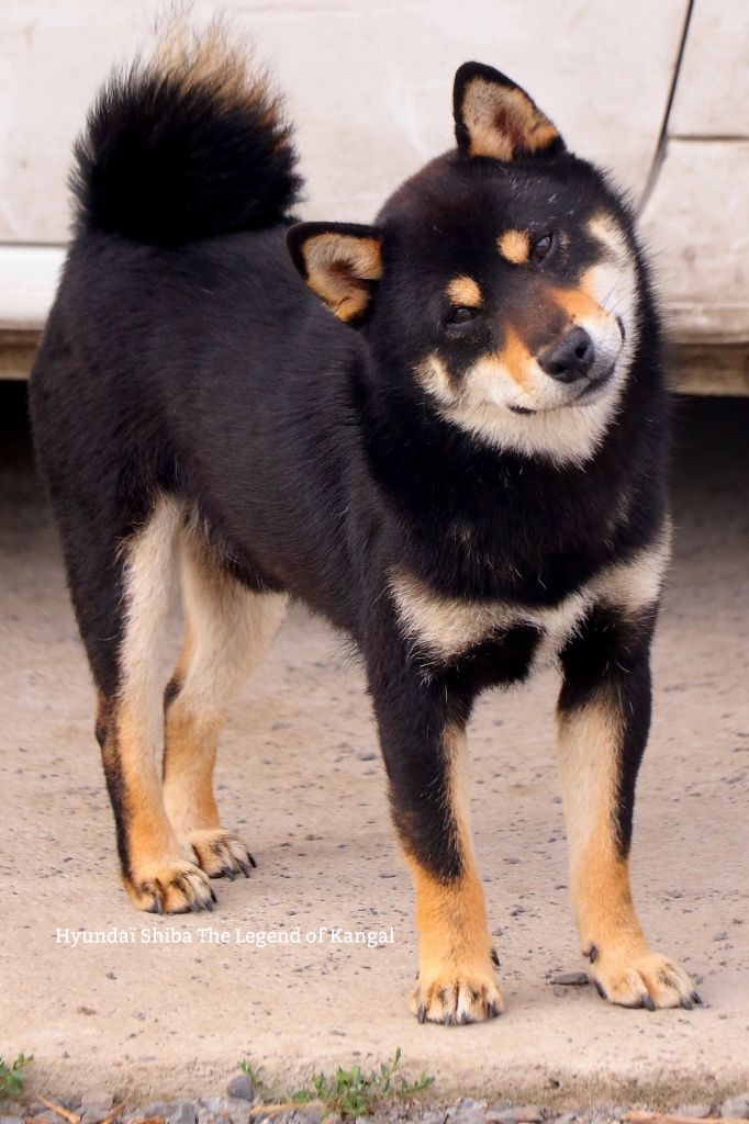 Les Shiba de l'affixe La Colline D'olga