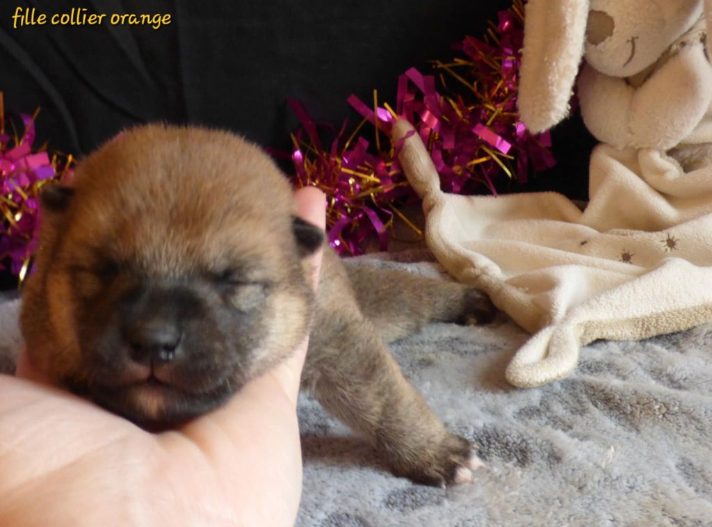 La Colline D'olga - Chiot disponible  - Shiba