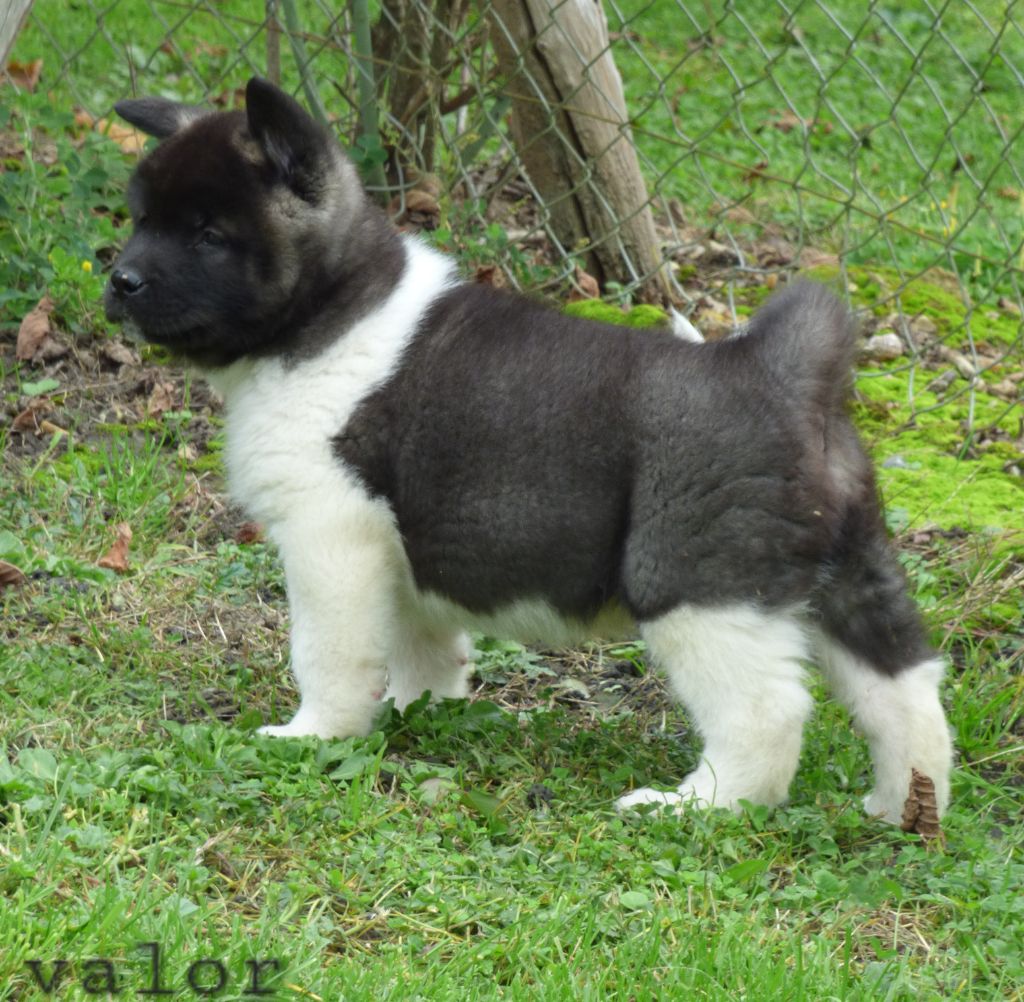 La Colline D'olga - Chiot disponible  - Akita americain