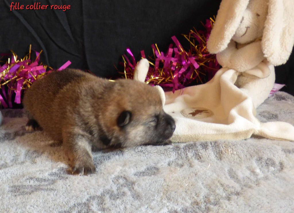 La Colline D'olga - Chiot disponible  - Shiba