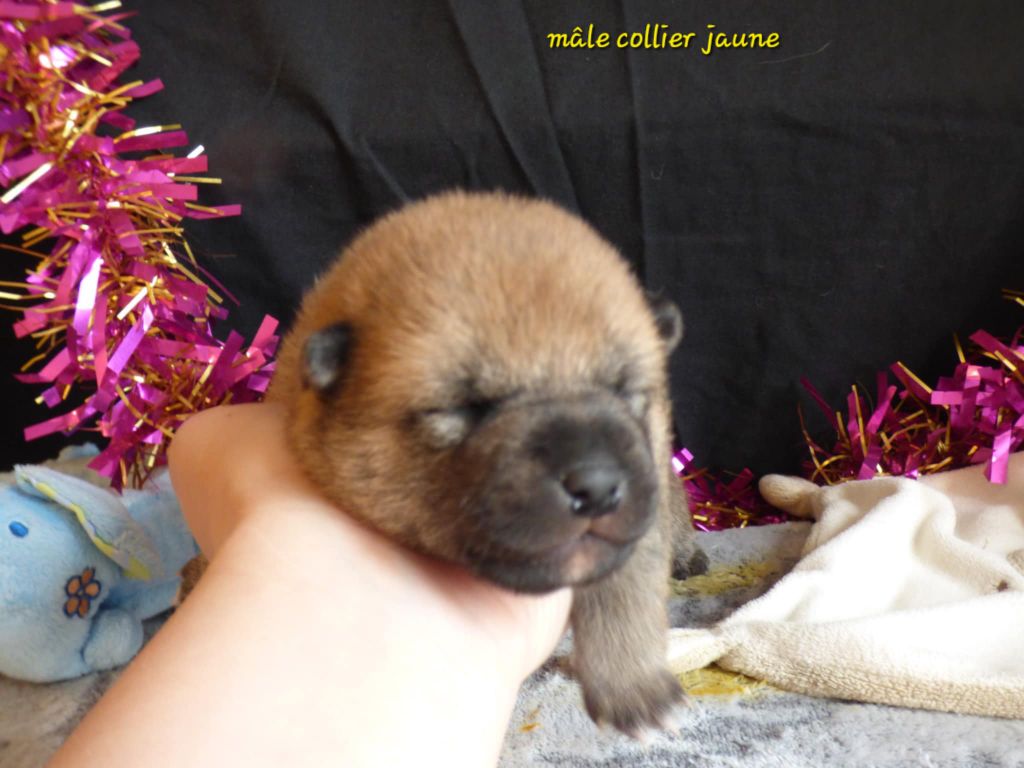 La Colline D'olga - Chiot disponible  - Shiba