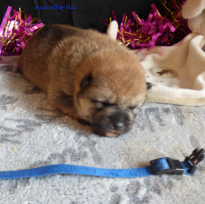 CHIOT collier bleu foncé