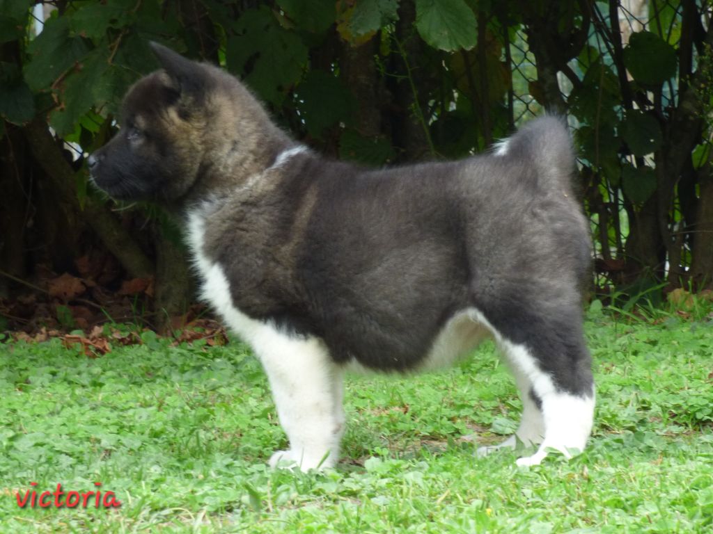 La Colline D'olga - Chiot disponible  - Akita americain