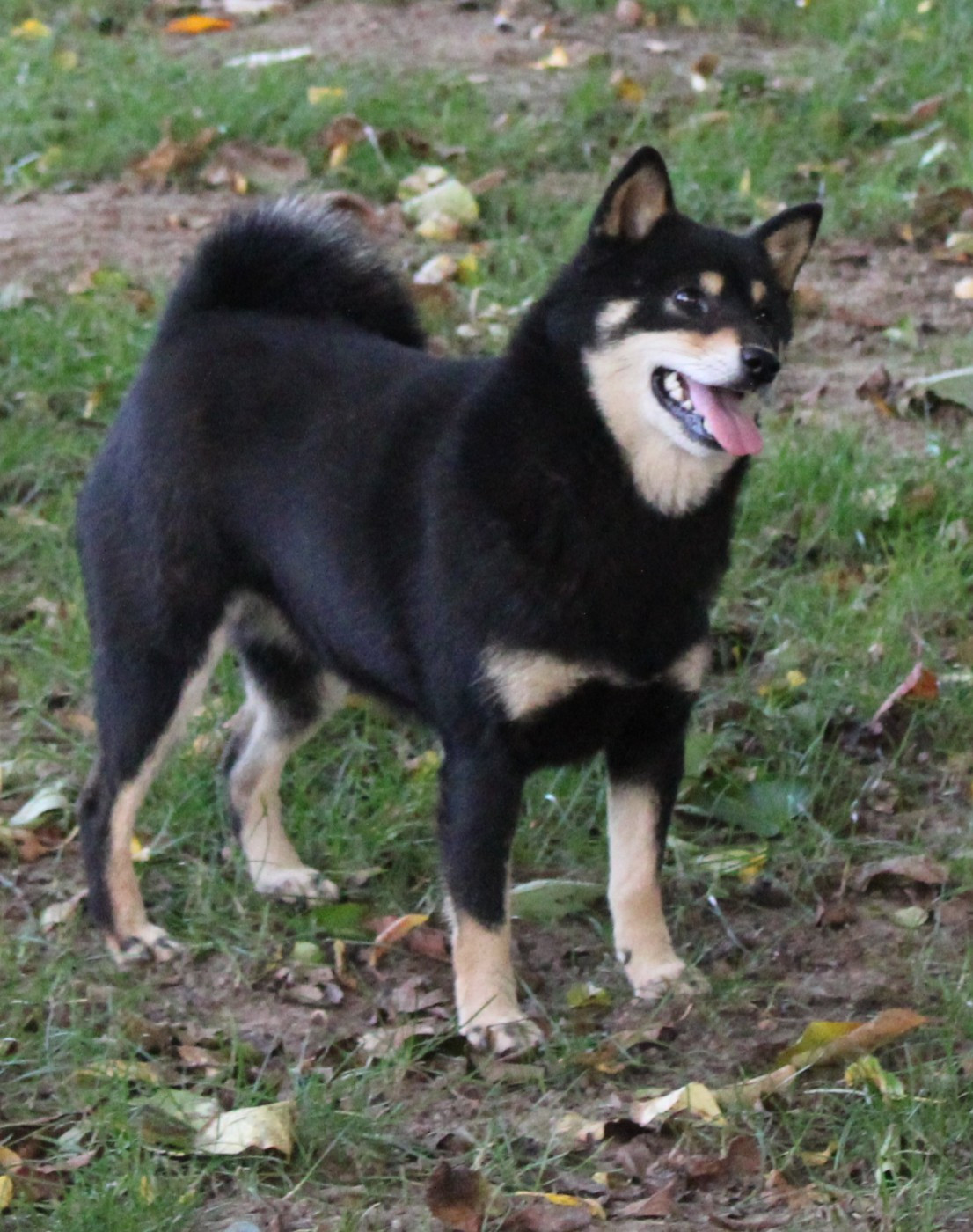 T'subaru shiba The Legend Of Kangal