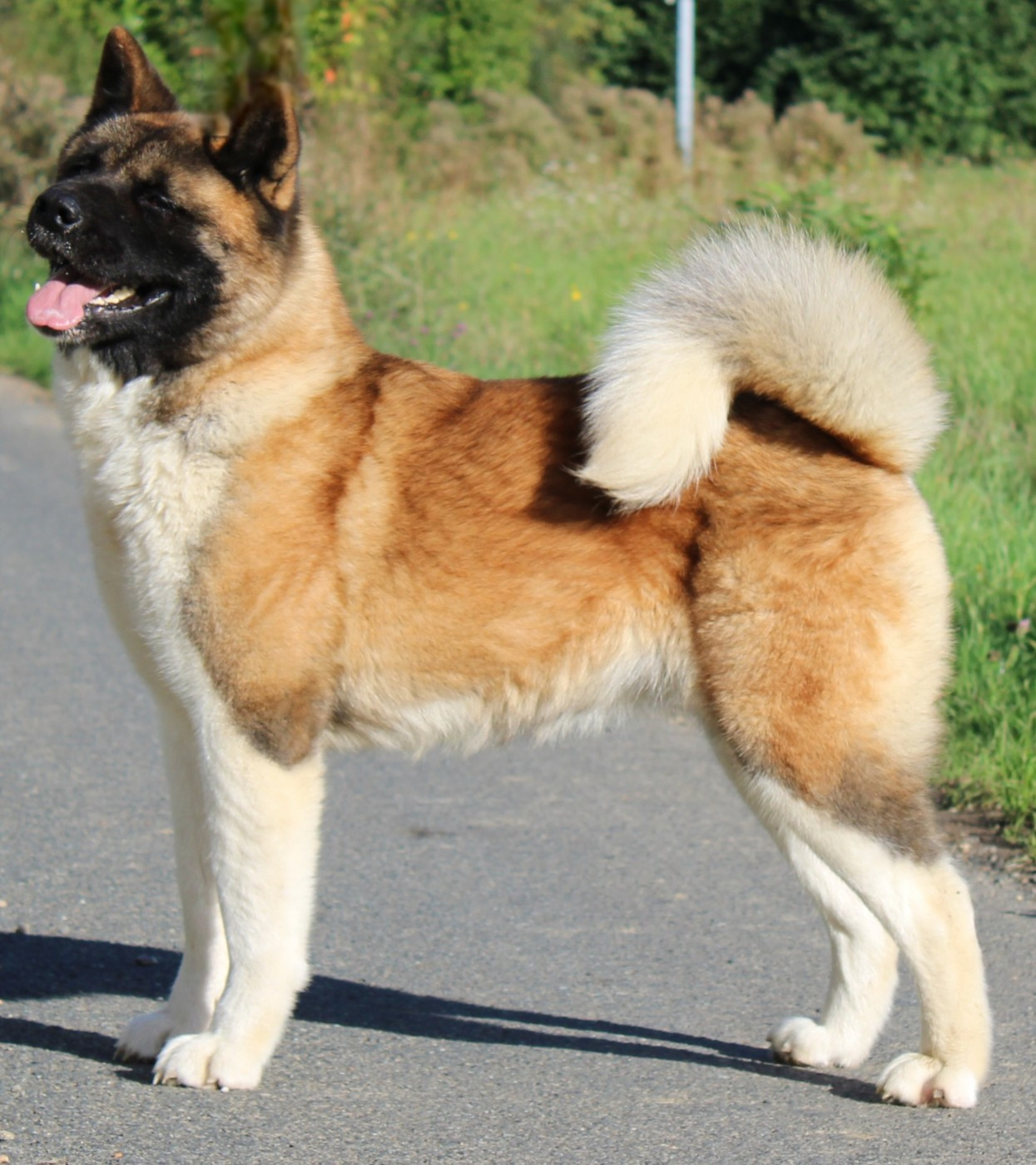 CH. Kirey kzoku li savanna for sertse angela