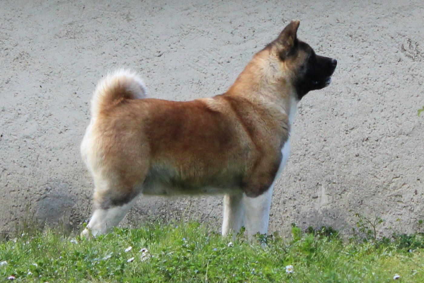CH. Kirey kzoku li savanna for sertse angela