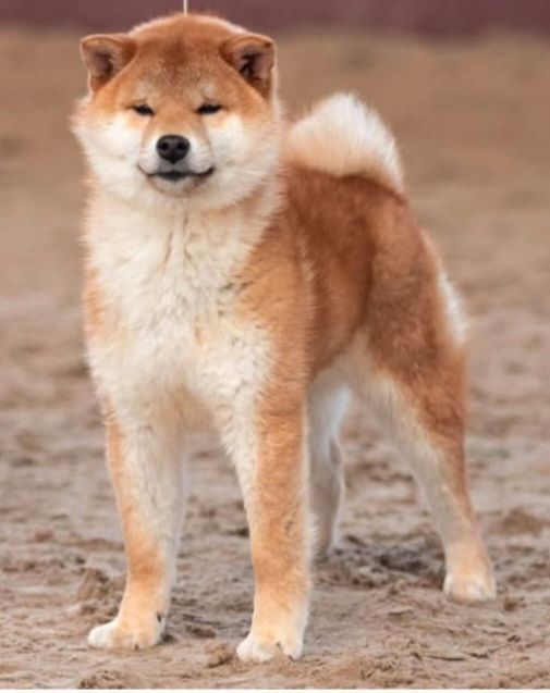 Ioki iz julikorain