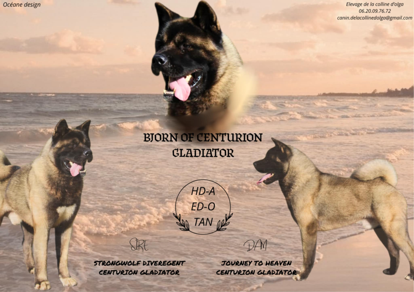 Bjorn of centurion gladiator