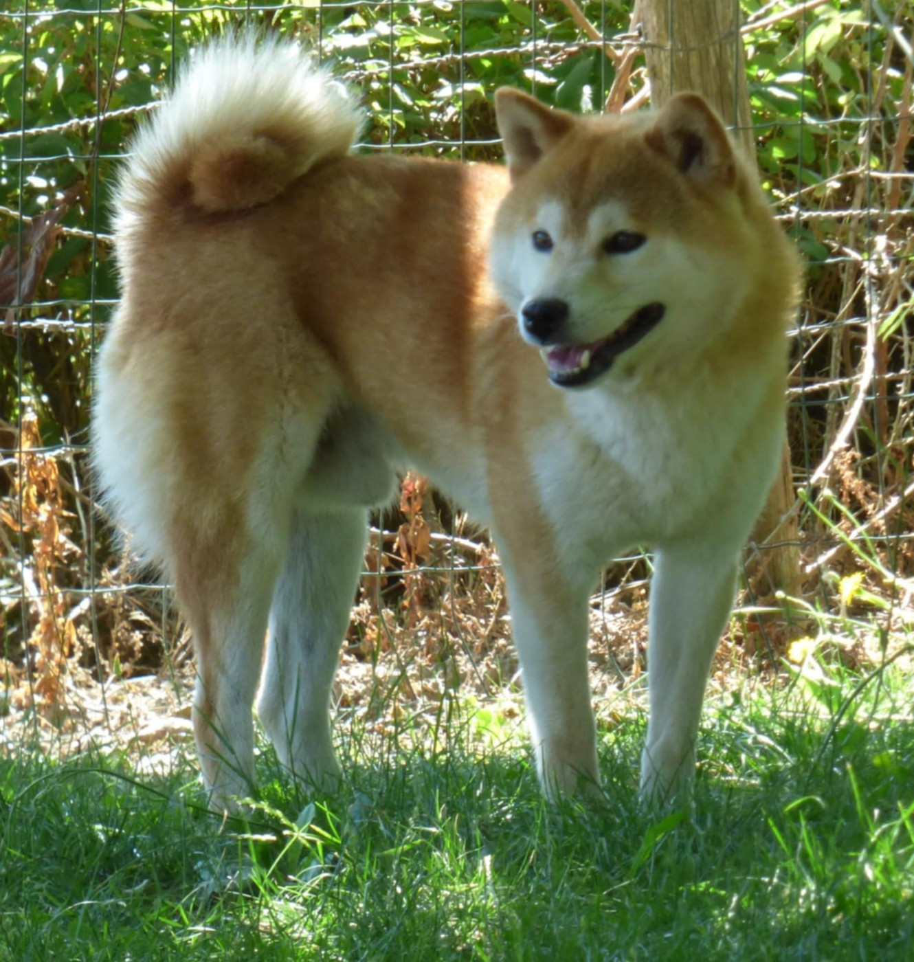 shan-shohrat Genjiro