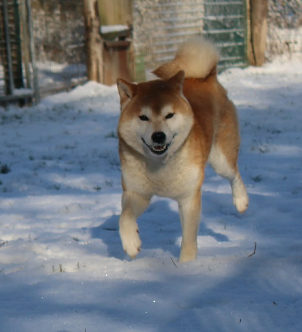 shan-shohrat Genjiro