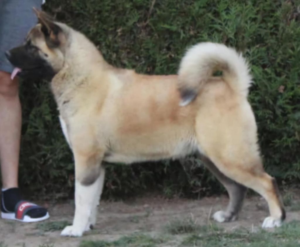 Utopia Du Grand Cèdre Bleu