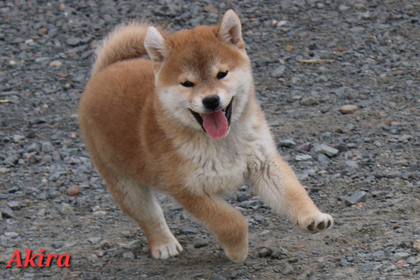 Akira La Colline D'olga