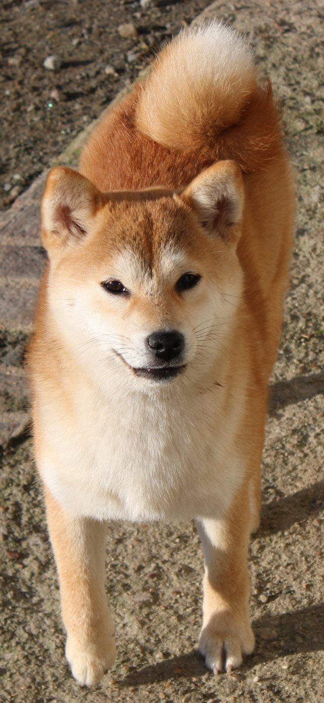 Akira La Colline D'olga