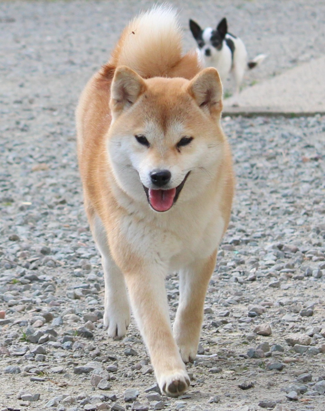 Akira La Colline D'olga