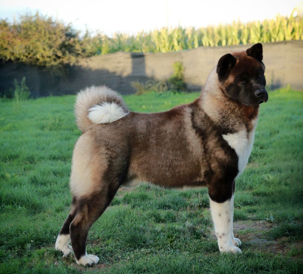 Verone La Colline D'olga