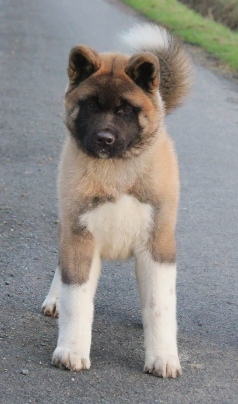 Amber leaf Of Bear's Park