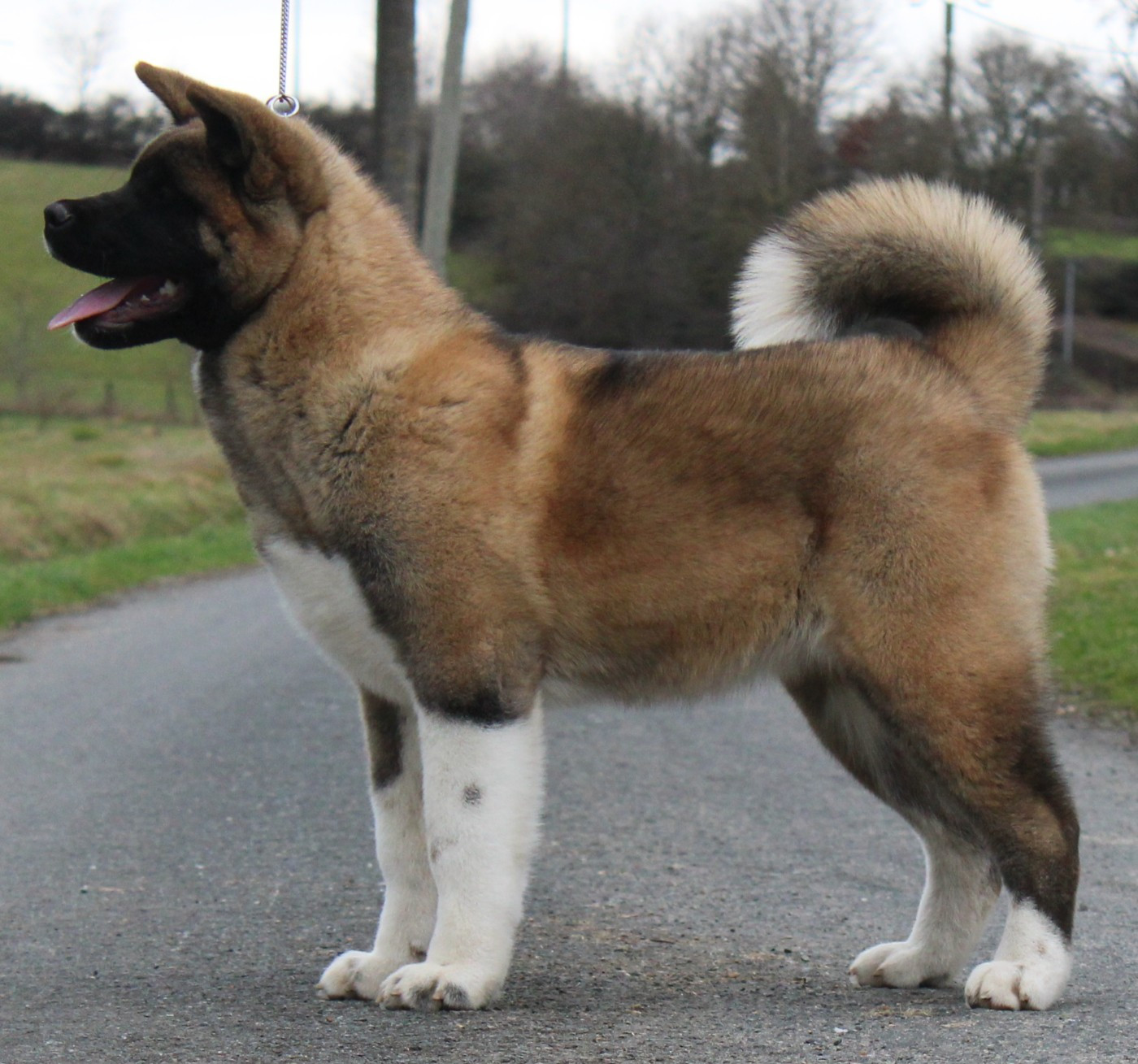 Amber leaf Of Bear's Park