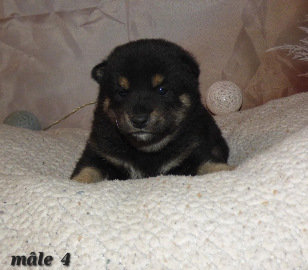 La Colline D'olga - Chiots disponibles - Shiba