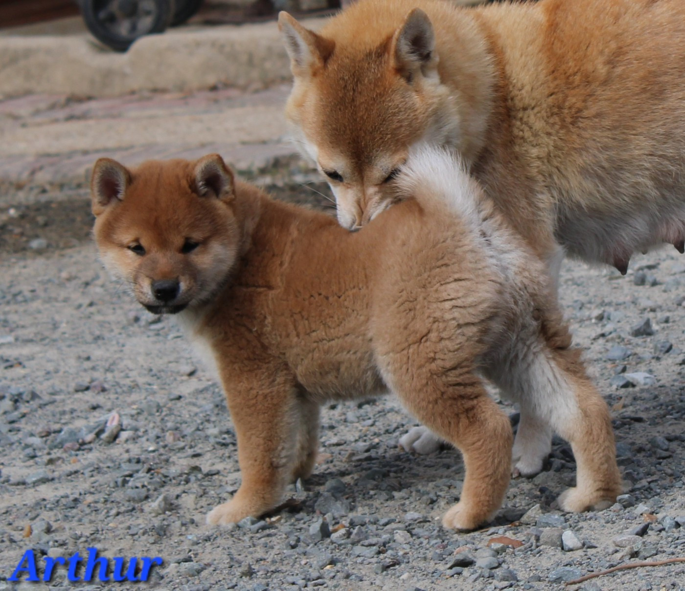 La Colline D'olga - Chiots disponibles - Shiba