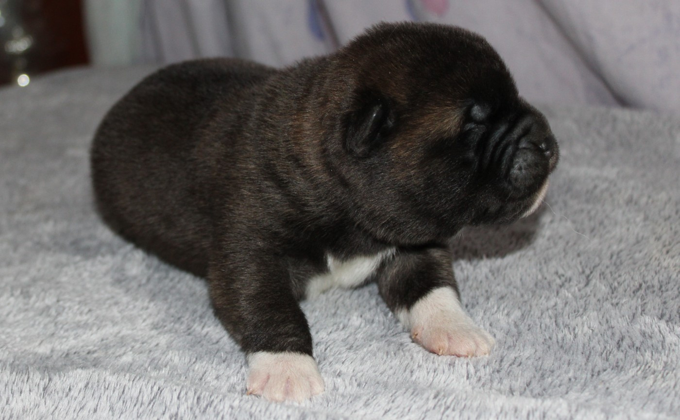 La Colline D'olga - Chiots disponibles - Akita americain