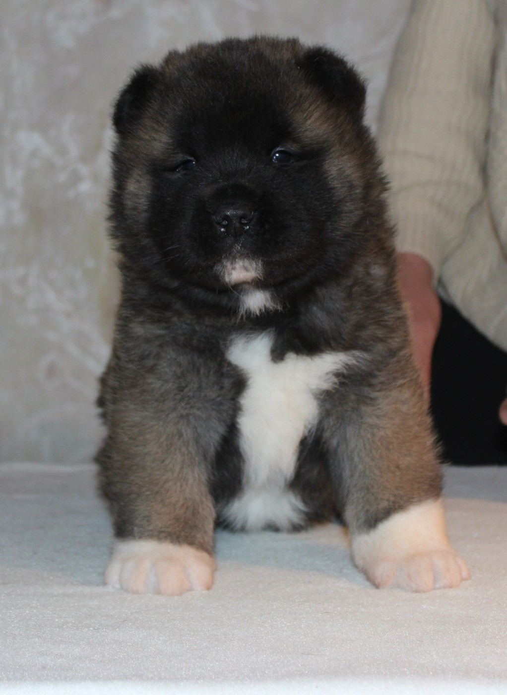 La Colline D'olga - Akita americain - Portée née le 26/11/2025