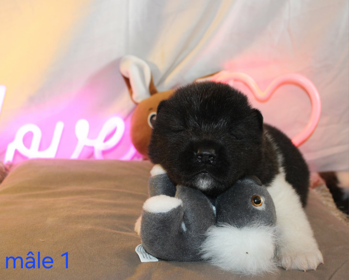 La Colline D'olga - Chiots disponibles - Akita americain