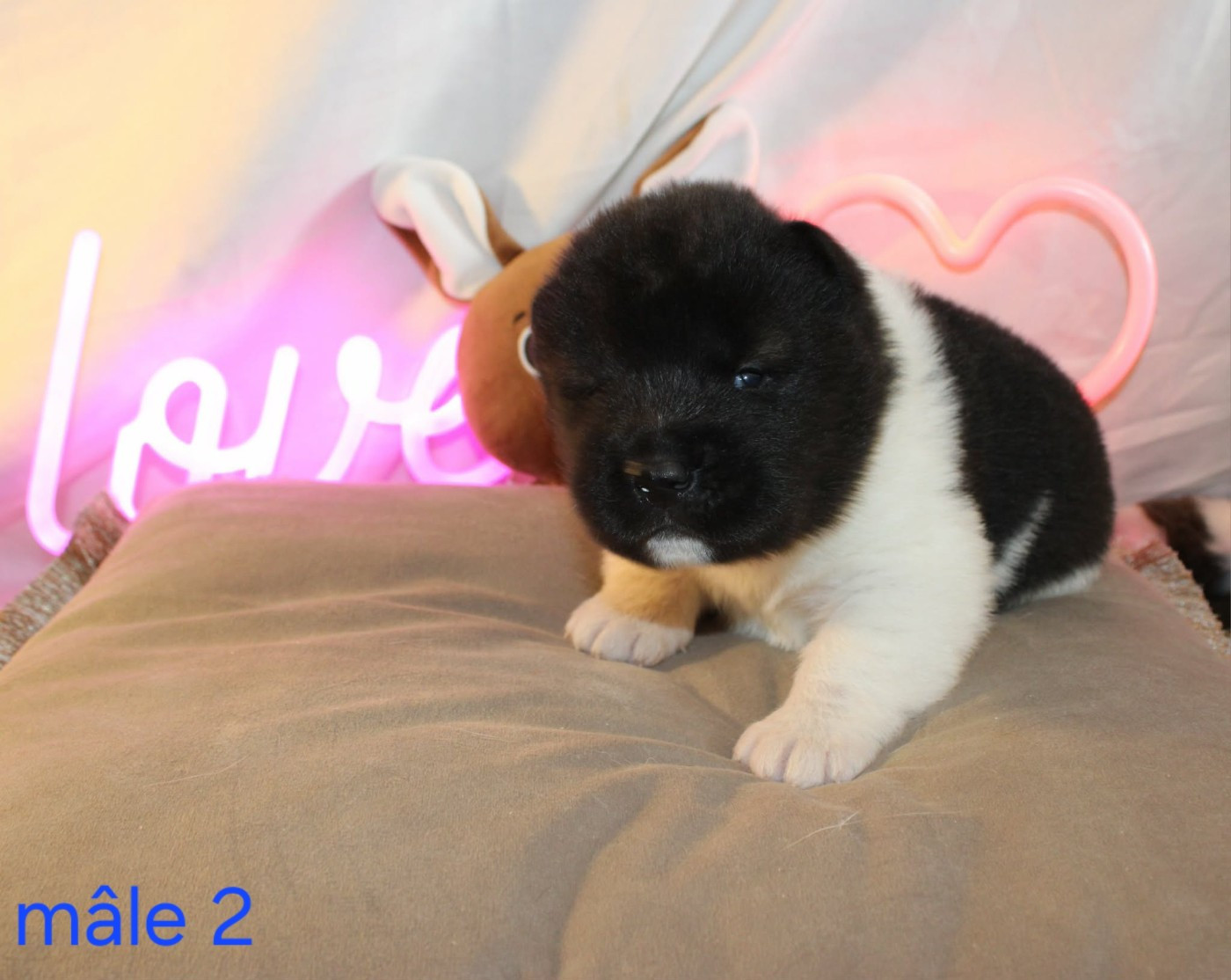La Colline D'olga - Chiots disponibles - Akita americain