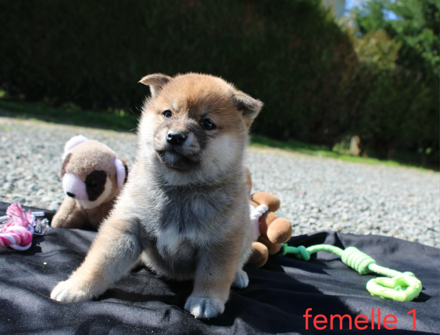 La Colline D'olga - Chiots disponibles - Shiba