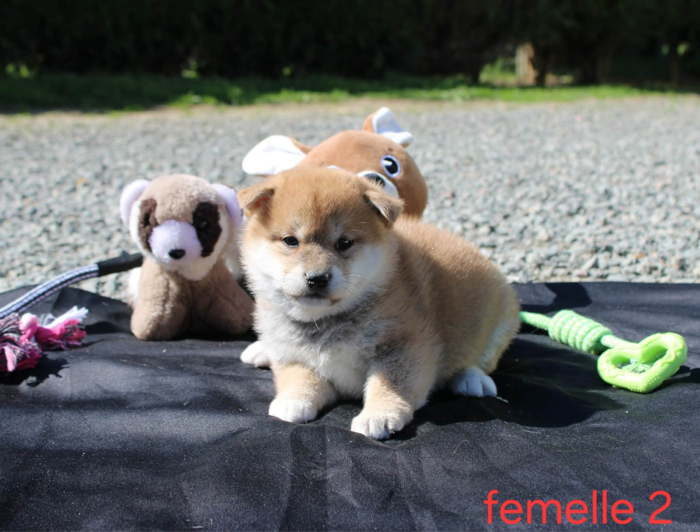 La Colline D'olga - Chiots disponibles - Shiba