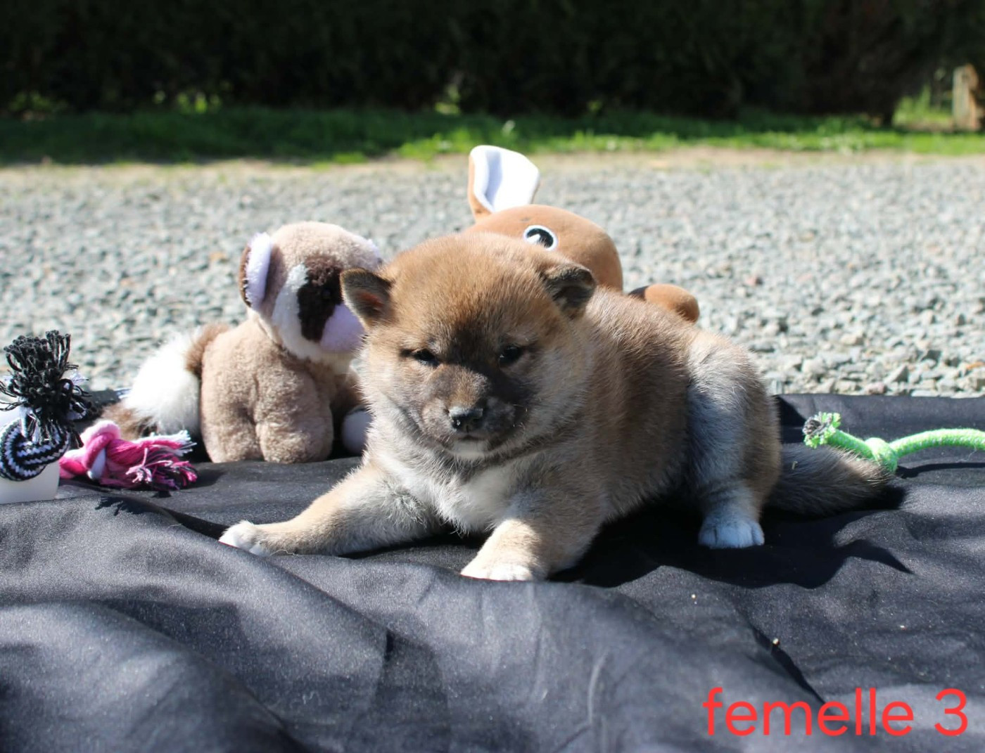 La Colline D'olga - Chiots disponibles - Shiba