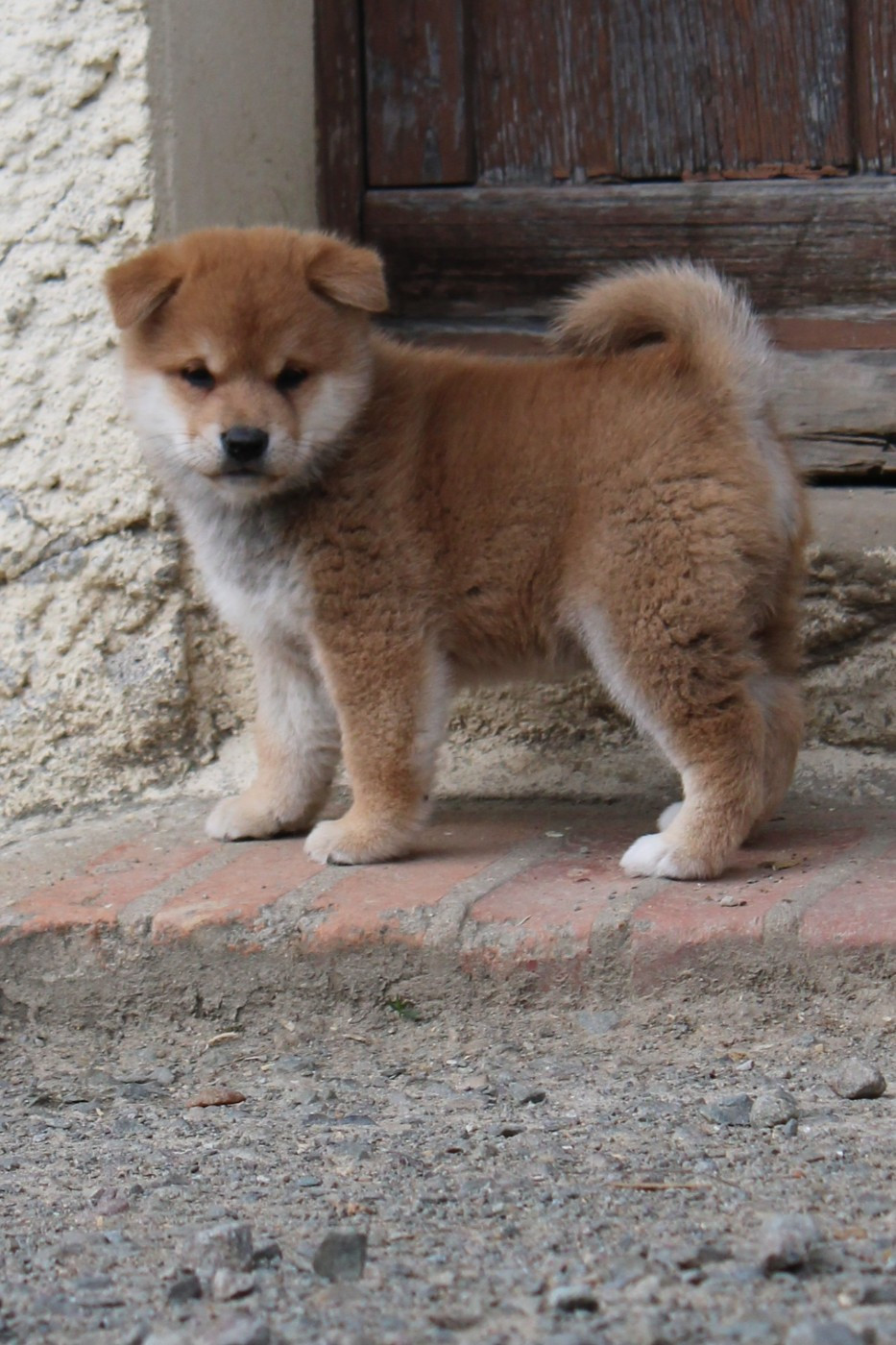 La Colline D'olga - Chiots disponibles - Shiba