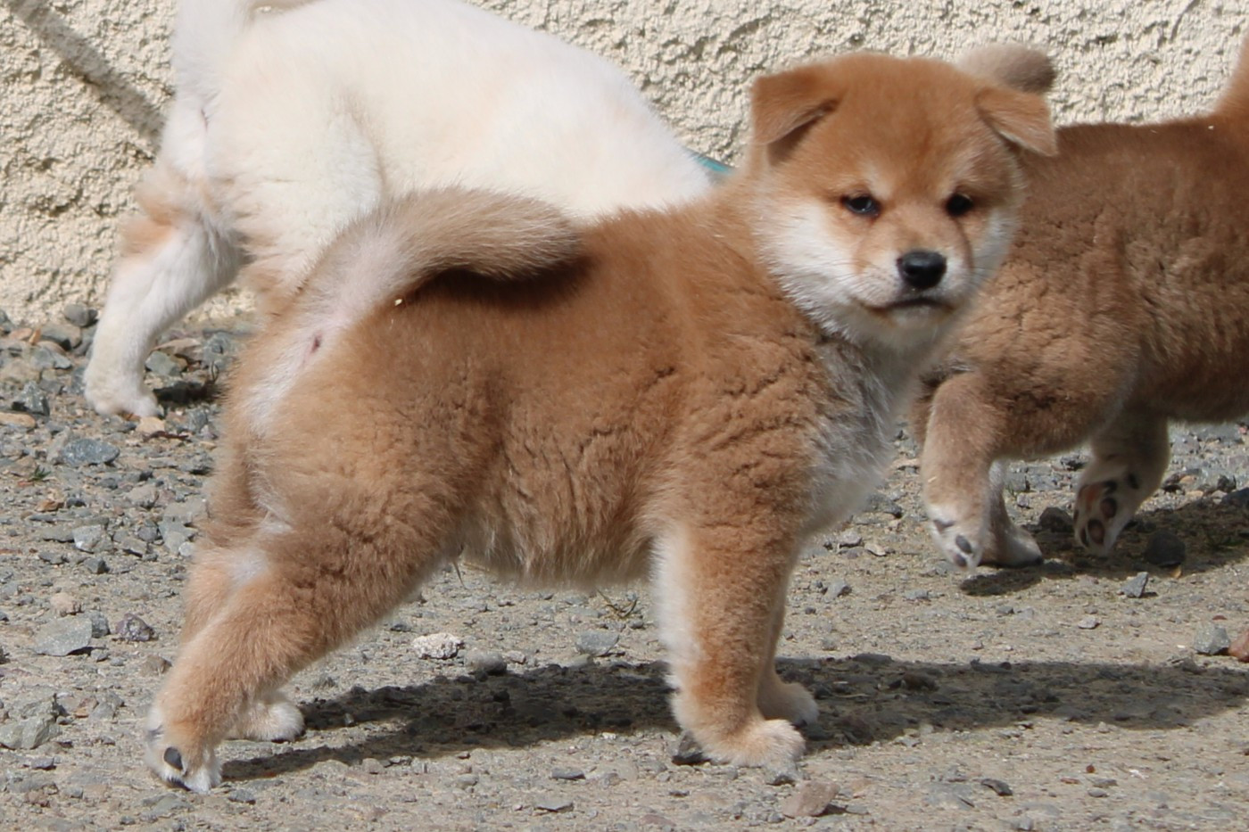 La Colline D'olga - Chiots disponibles - Shiba