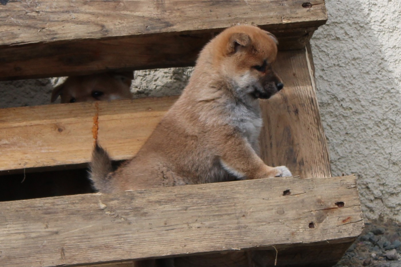 La Colline D'olga - Chiots disponibles - Shiba