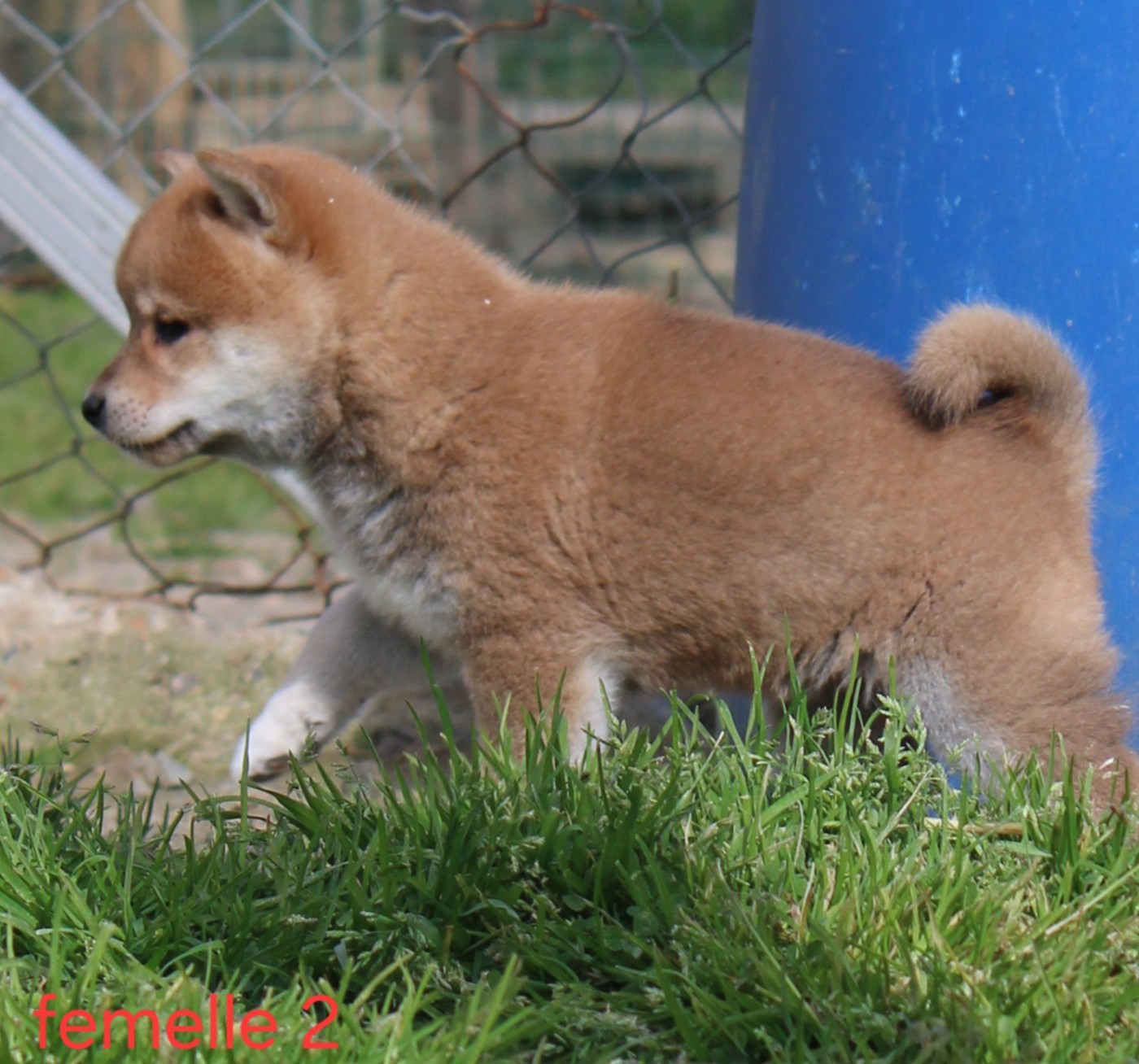La Colline D'olga - Chiots disponibles - Shiba