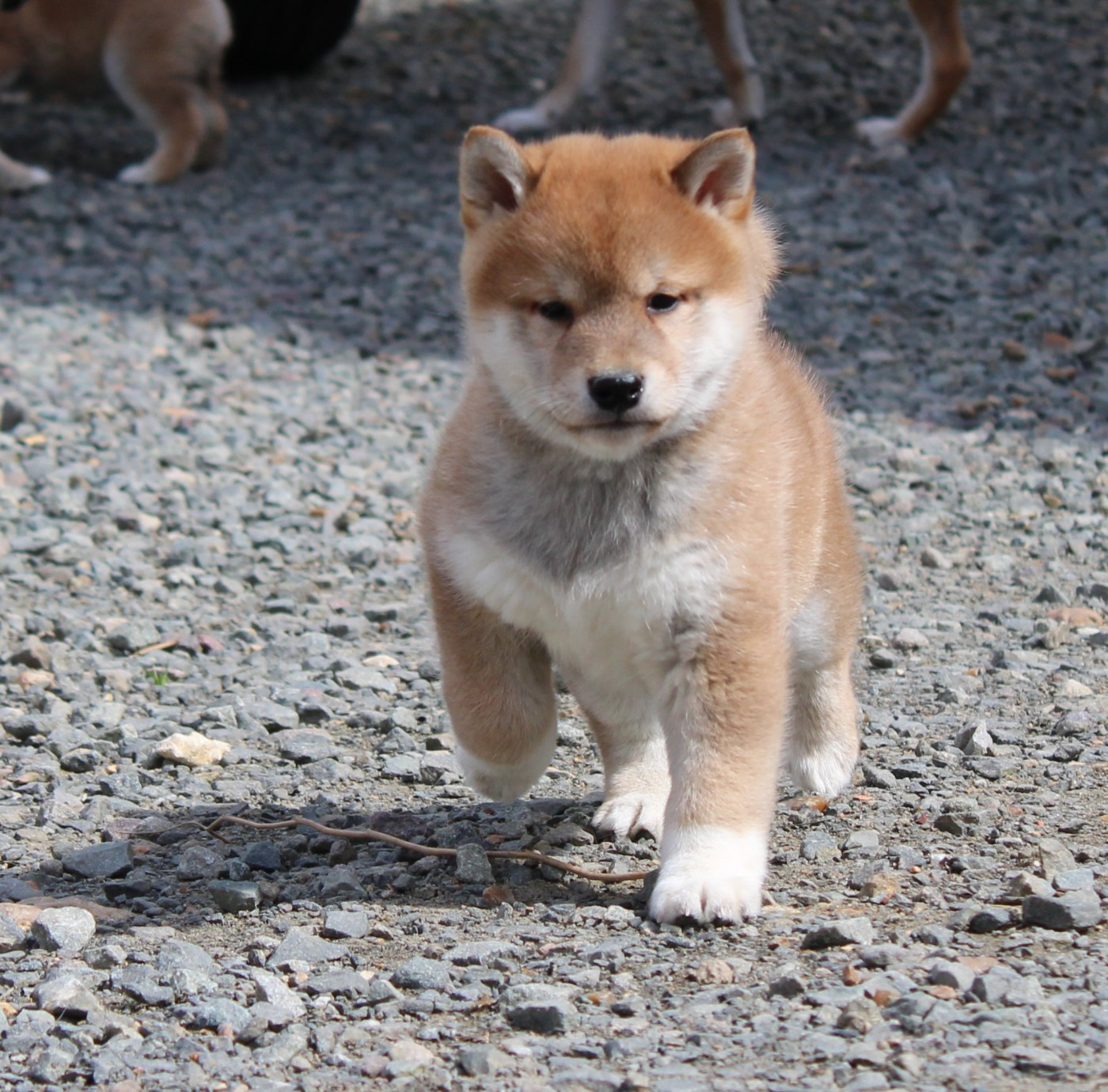 La Colline D'olga - Chiots disponibles - Shiba