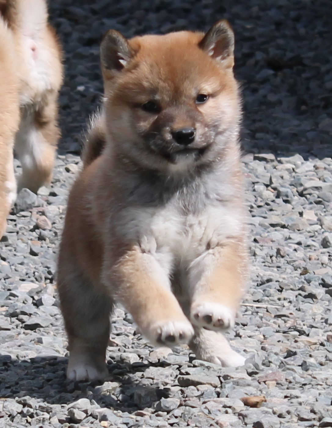 La Colline D'olga - Chiots disponibles - Shiba