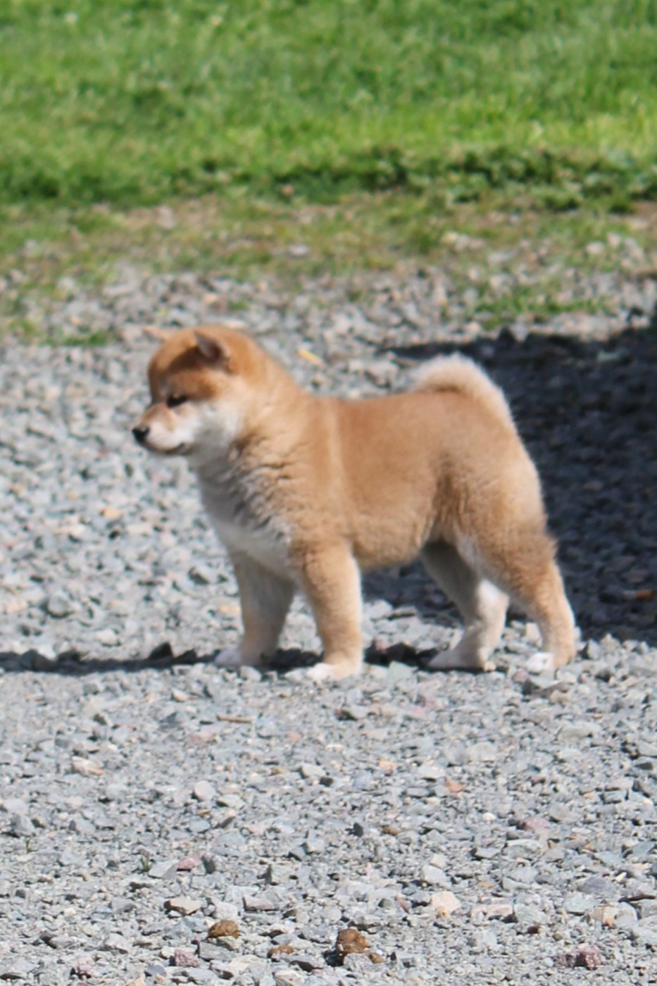 La Colline D'olga - Chiots disponibles - Shiba