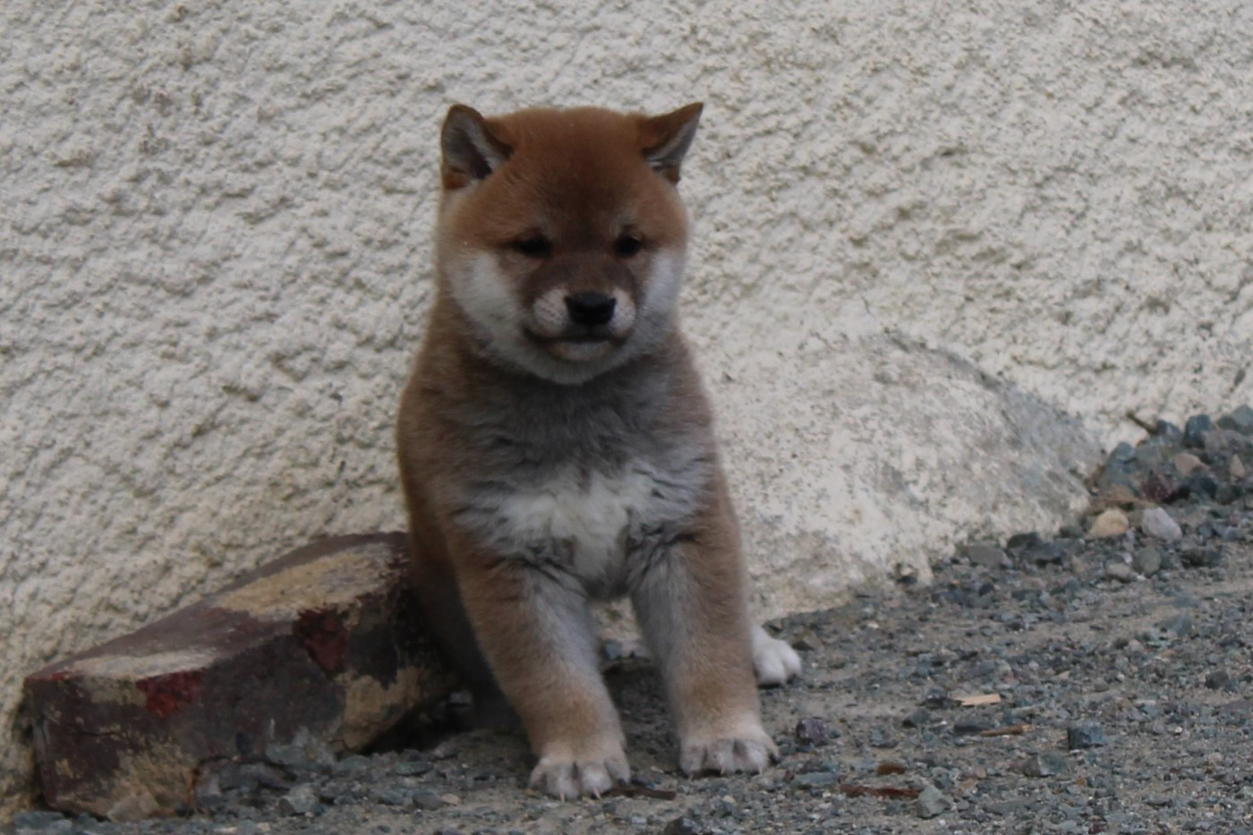 La Colline D'olga - Chiots disponibles - Shiba