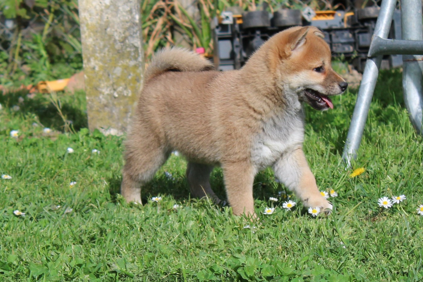 La Colline D'olga - Chiots disponibles - Shiba