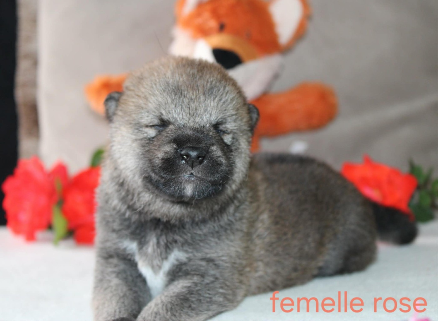 La Colline D'olga - Chiots disponibles - Shiba