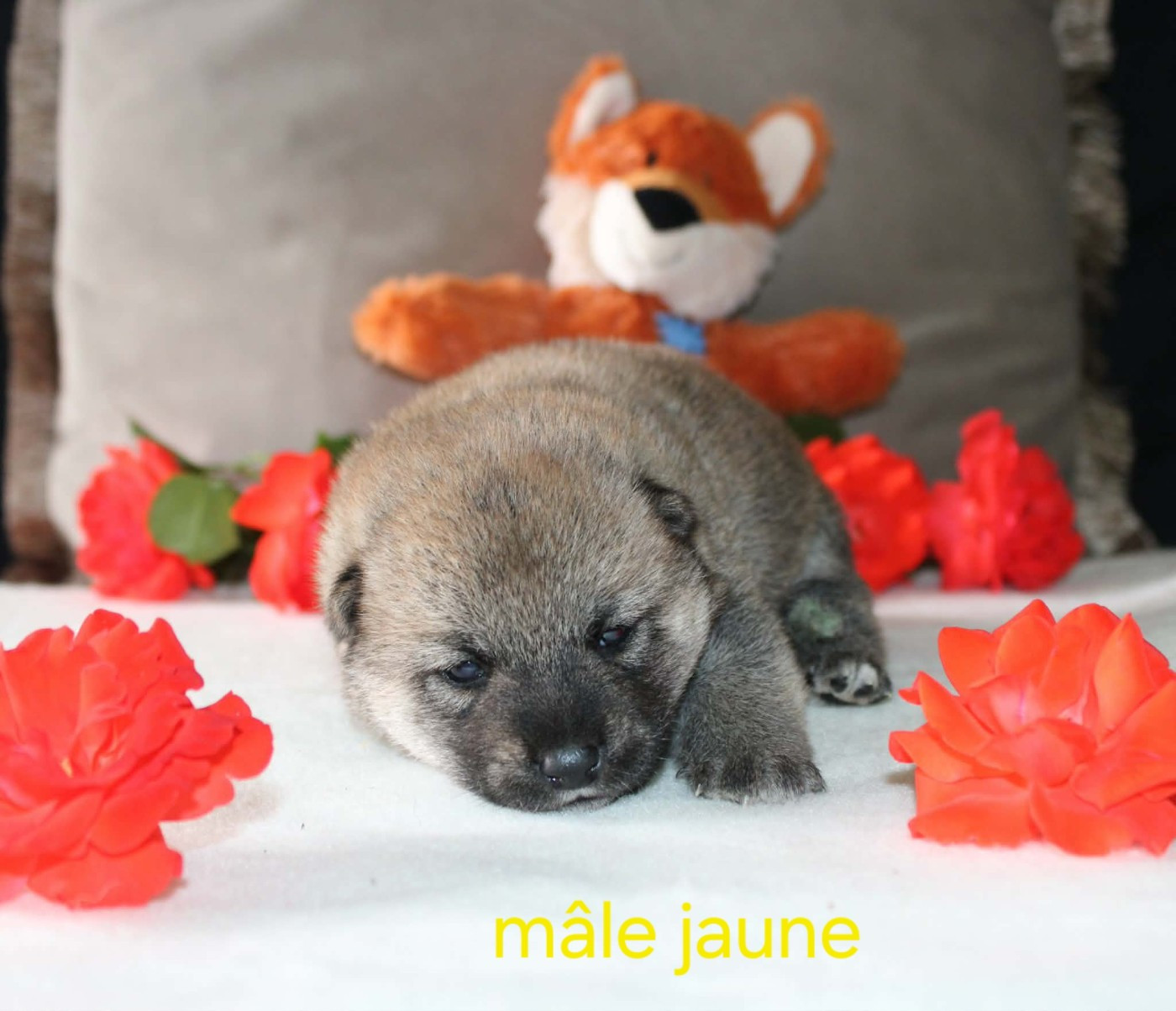La Colline D'olga - Chiots disponibles - Shiba