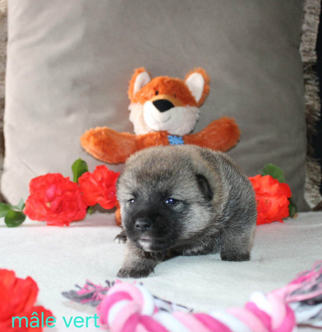 La Colline D'olga - Chiots disponibles - Shiba