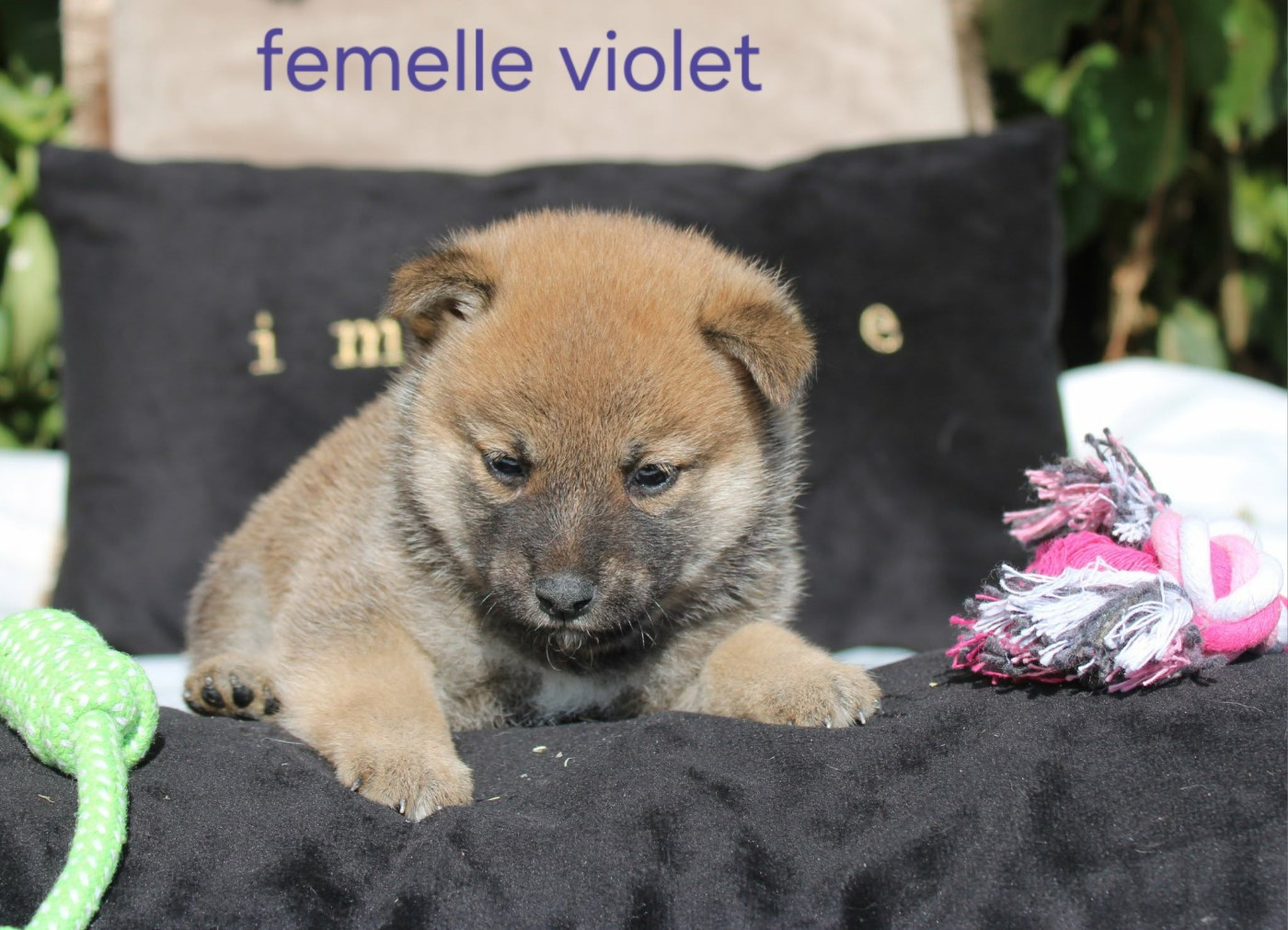 La Colline D'olga - Chiots disponibles - Shiba