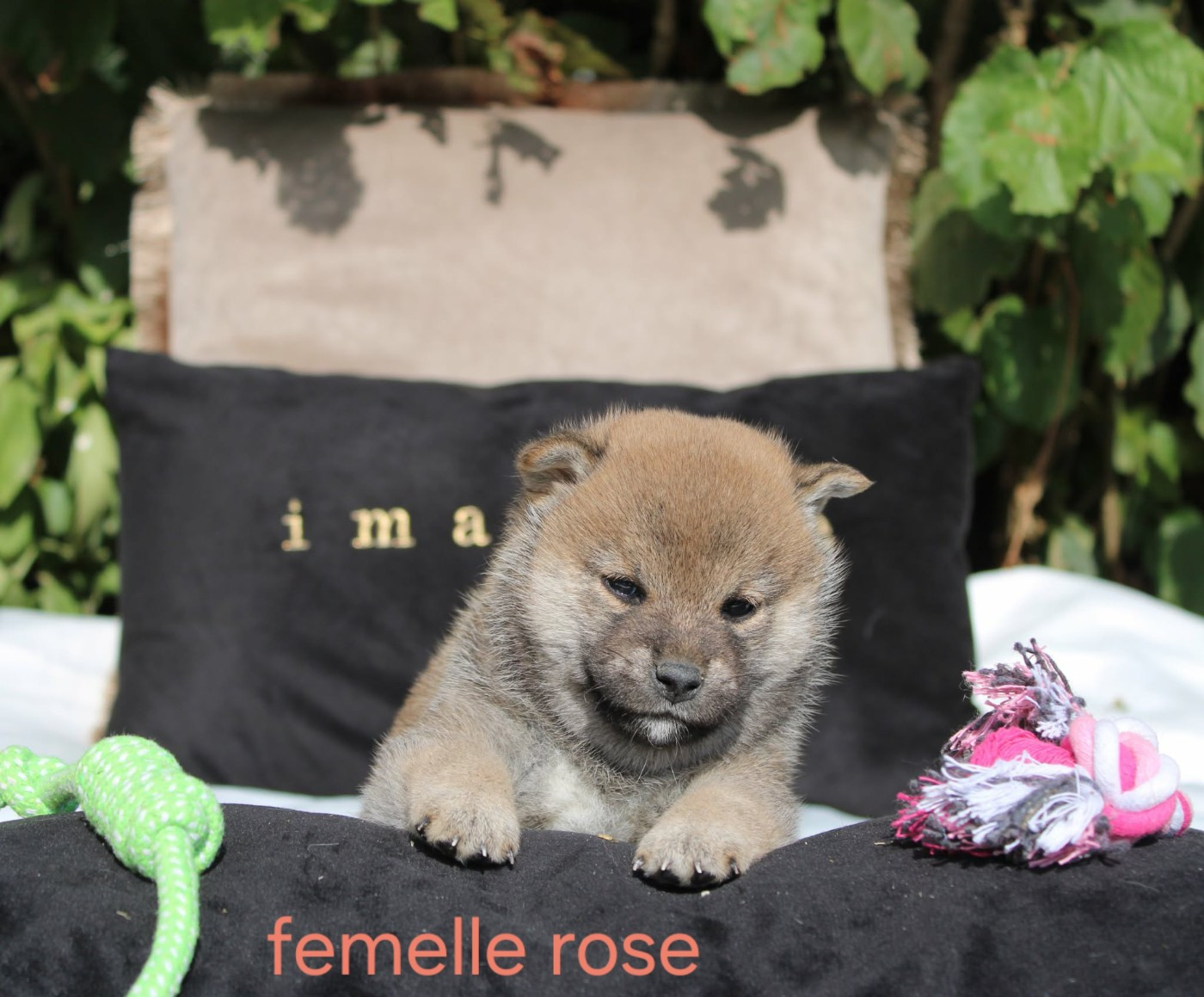 La Colline D'olga - Chiots disponibles - Shiba