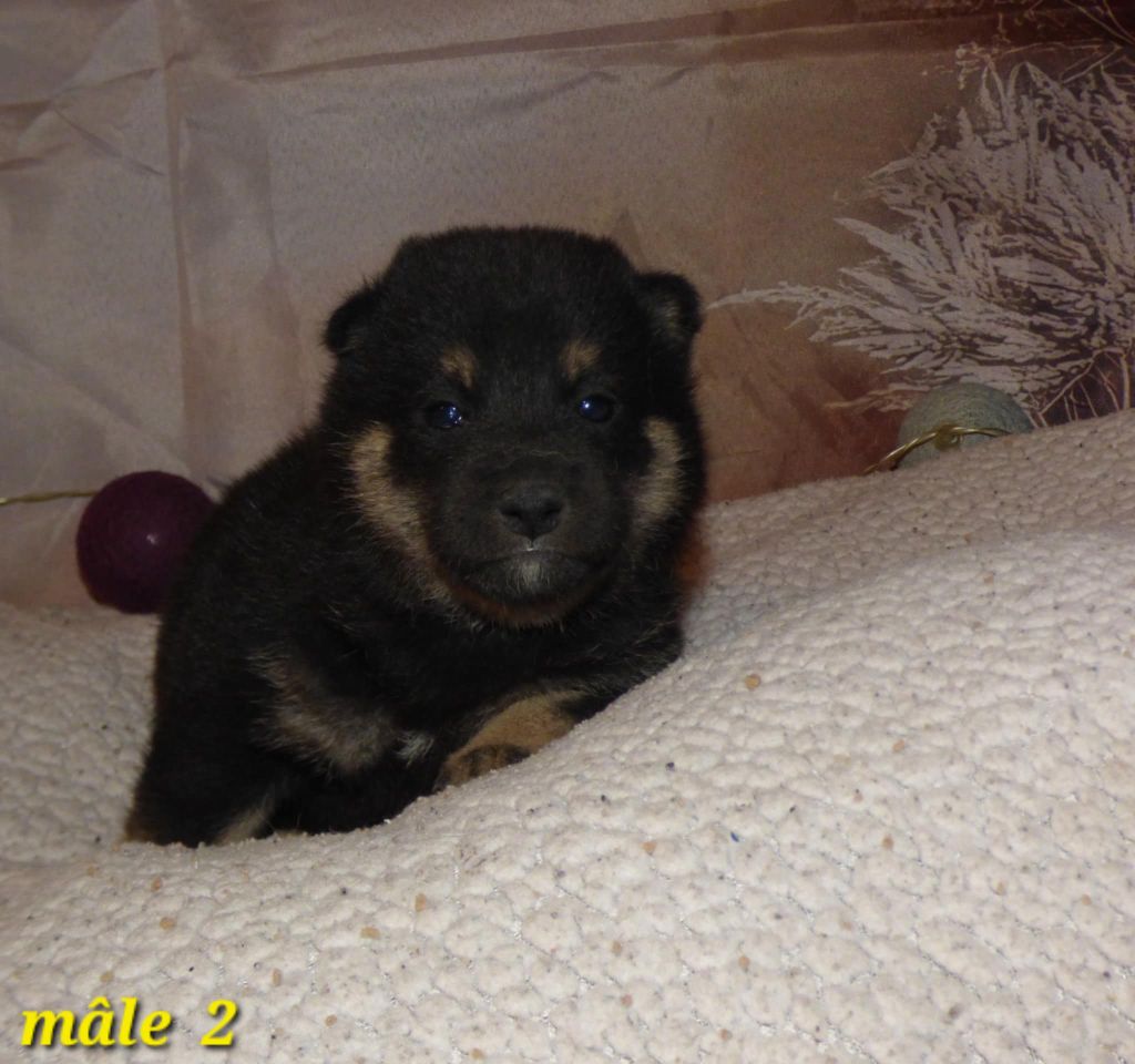 La Colline D'olga - Chiots disponibles - Shiba