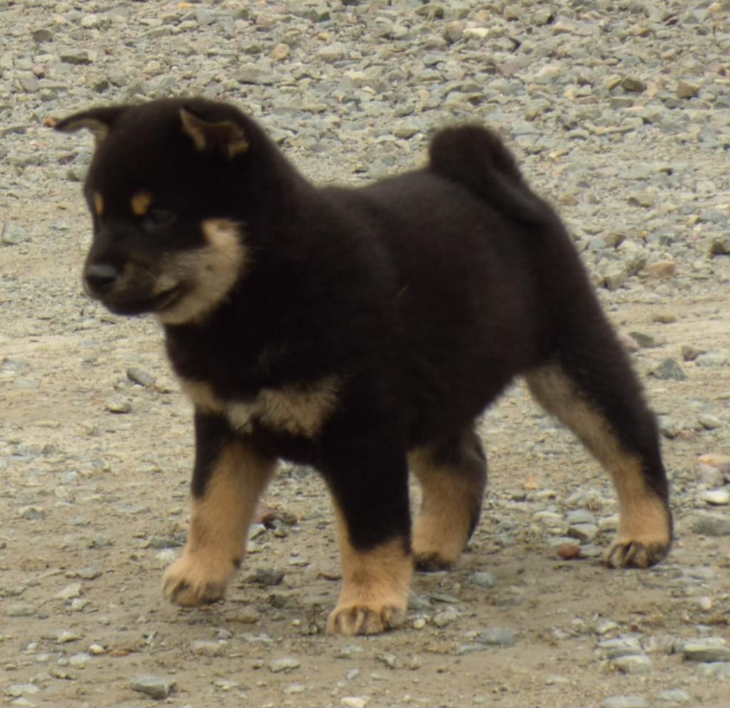 La Colline D'olga - Chiots disponibles - Shiba
