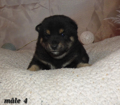 CHIOT