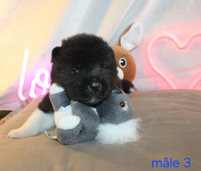 Mâle 3