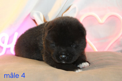 Mâle 4