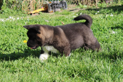 Male 3
